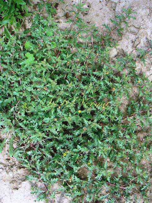  Plants